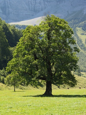 Laubbaum auf einer Wiese