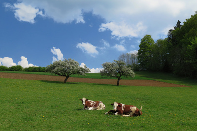 Landwirtschaft mit Kühen