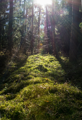 Wald im Gegenlicht